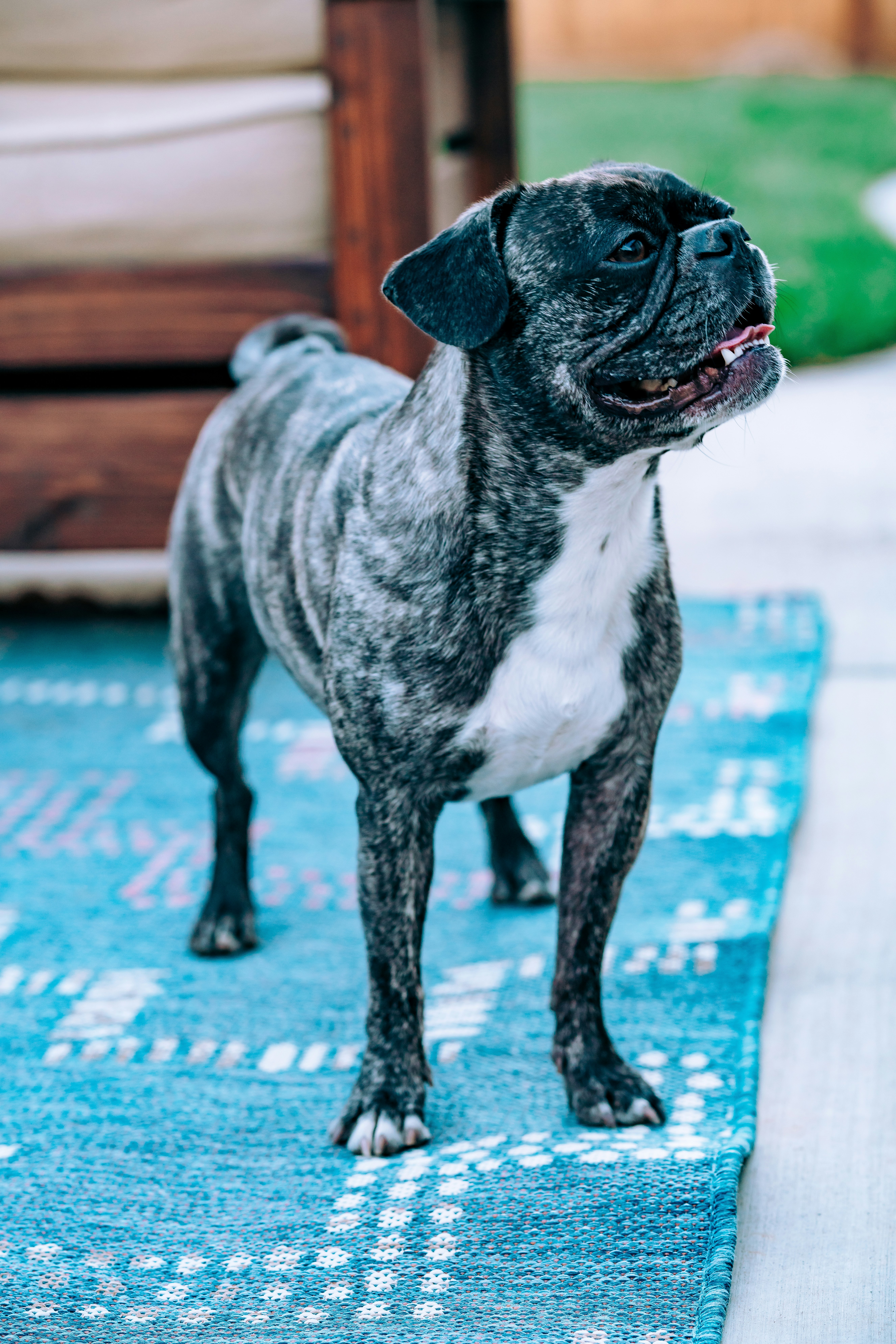 black and white short coated dog on blue and white textile